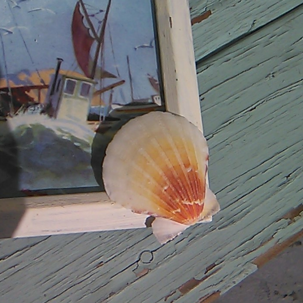 Distressed White Photo Frame with shell - Picture 5 of 5